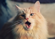 开云平台-拉梅洛爆发之夜，凯尔特人压哨绝杀鹈鹕，一场定义赛季的经典战役