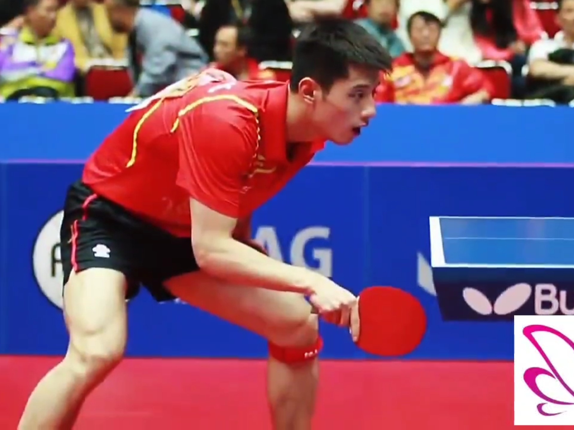 日本乒乓球队力克比利时乒乓球队，张继科统治全场的简单介绍